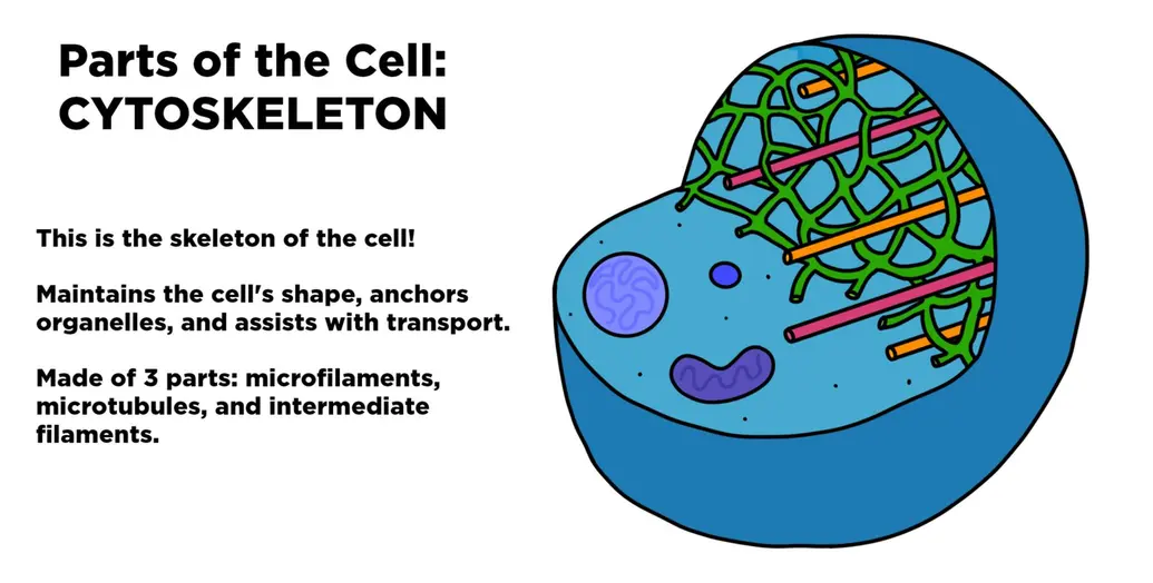 Parts of the cell: cytoskeleton. This is the skeleton of the cell. Maintains the cell's shape, anchors organelles, and assists with transport. Made of three parts: microfilaments, microtubules, and intermediate filaments.