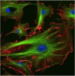 Cytoskeletons chemically dyed green