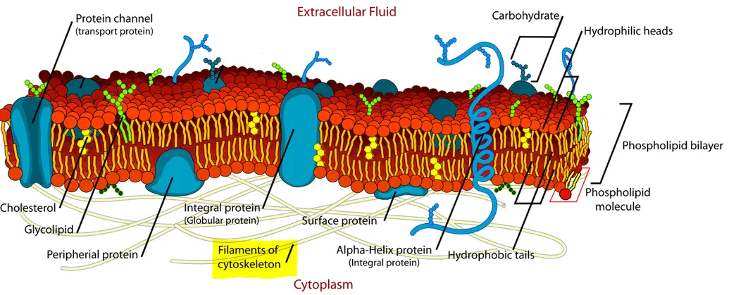 The cytoskeleton is right under the cell membrane in the cytoplasm.