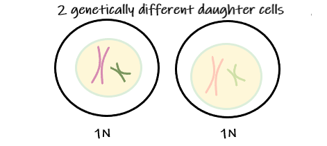 Two genetically different daughter cells from meiosis I.