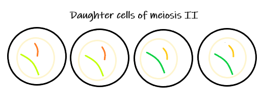 The four haploid daughter cells of meiosis II.