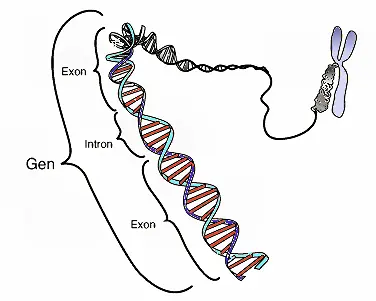 A diagram of a tightly bound chromosome, a less coiled chromatin, the DNA helix, and the least coiled gene sequences