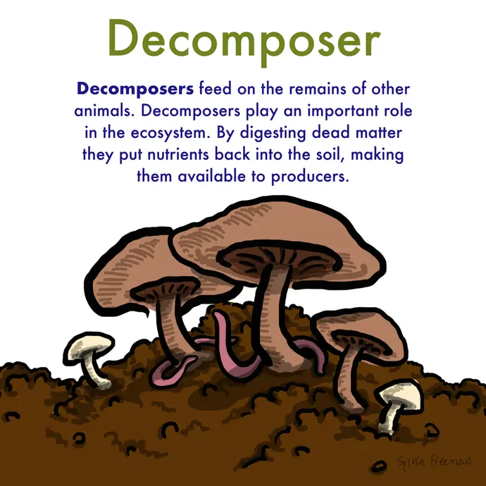 This is a cartoon illustration explaining what a decomposer is. The image shows some mushrooms and worms as examples of decomposers. The image text reads: Decomposers feed on the remains of other animals. Decomposers play an important role in the ecosystem. By digesting dead matter they put nutrients back into the soil, making them available to producers.