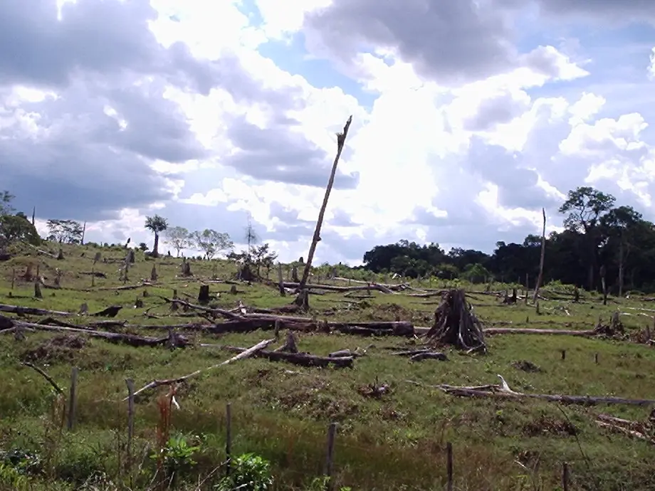 A large patch of trees has been cut down in this rainforest.