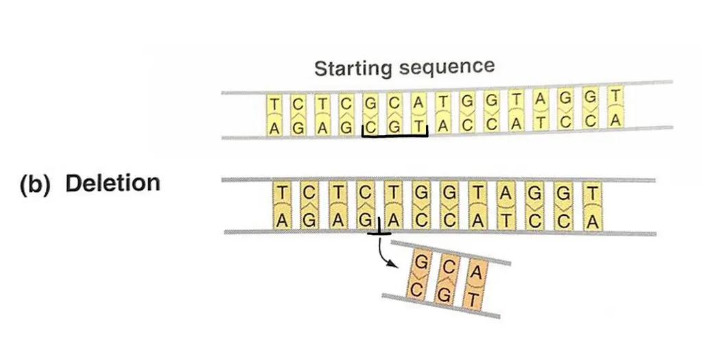 A deletion mutation where a codon is removed from a DNA sequence.
