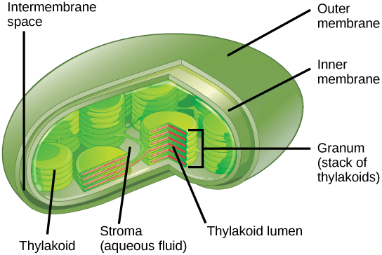Chloroplasts have different membranes and fluids. They contain stacks of thylakoids.