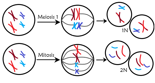 A diagram showing the difference between meiosis I and mitosis.