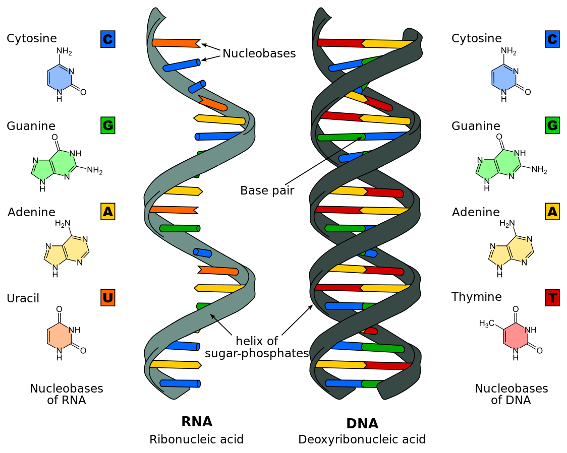 Ribonucleic acid (RNA) is made of a single strand of nucleotides. Deoxyribonucleic acid (DNA) is made of two strands of nucleotides in a double helix shape.