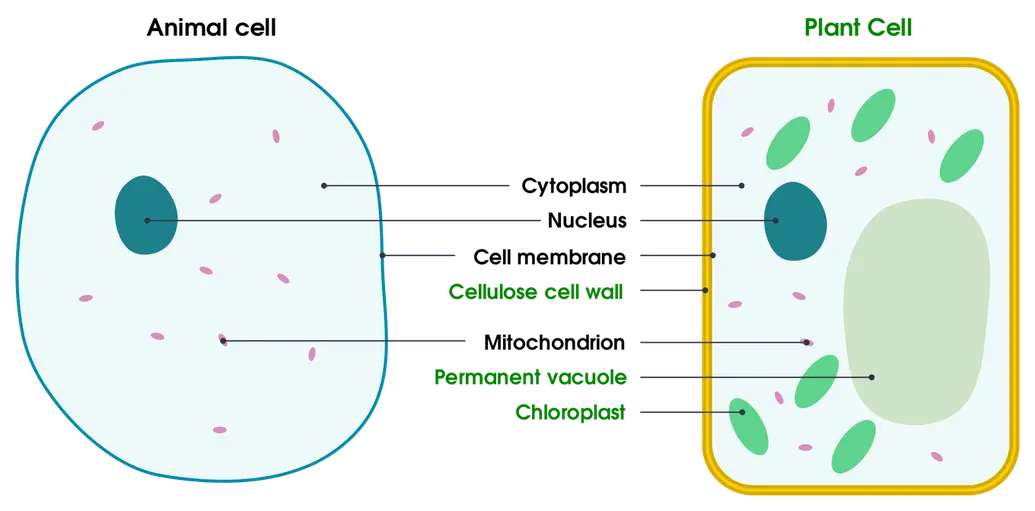 Plant cells have a few organelles that animal cells don't have. Chloroplasts are the organelles that give plant cells their green color. Plant cells also contain permanent vacuoles and a cellulose cell wall, both of which animal cells lack. Both types of cells contain a nucleus, cytoplasm, mitochondria, and a cell membrane.