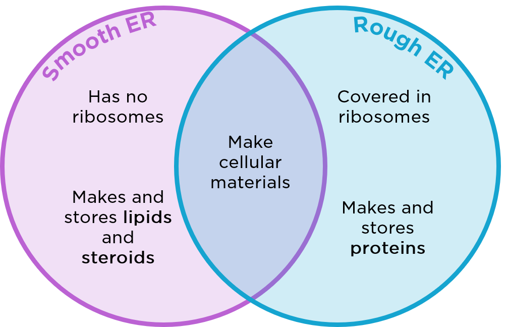 This is a Venn diagram comparing and contrasting SER and RER. Smooth endoplasmic reticulum does not have ribosomes, and it makes and stores lipids and steroids. Rough endoplasmic reticulum is covered in ribosomes, and it makes and stores proteins. Both types make cellular materials.