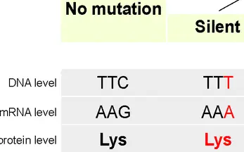 A silent mutation. The unmutated DNA strand is TTC and the mRNA strand is AAG. The silent mutation substitutes TTT and then AAA. Both strands code for the amino acid lysine.