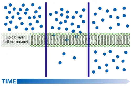 Molecules diffuse across a cell membrane.