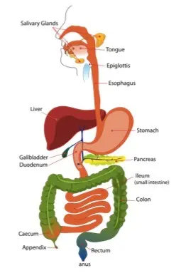 Diagram of the digestive system