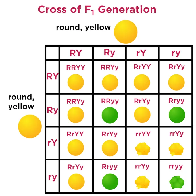 This Punnet square shows a dihybrid cross of two heterozygous (RrYy) round, yellow seeds. The offspring show a phenotypic ratio of 9:3:3:1.