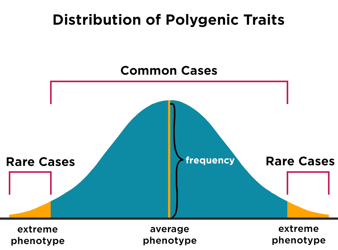 This image shows a bell-shaped graph titled "Distribution of Polygenic Traits". The graph is the tallest in the middle (average phenotype) and gradually slopes down both sides (the extreme phenotypes). Cases in the middle area are labeled "common cases". Cases at the ends are labeled "rare cases".