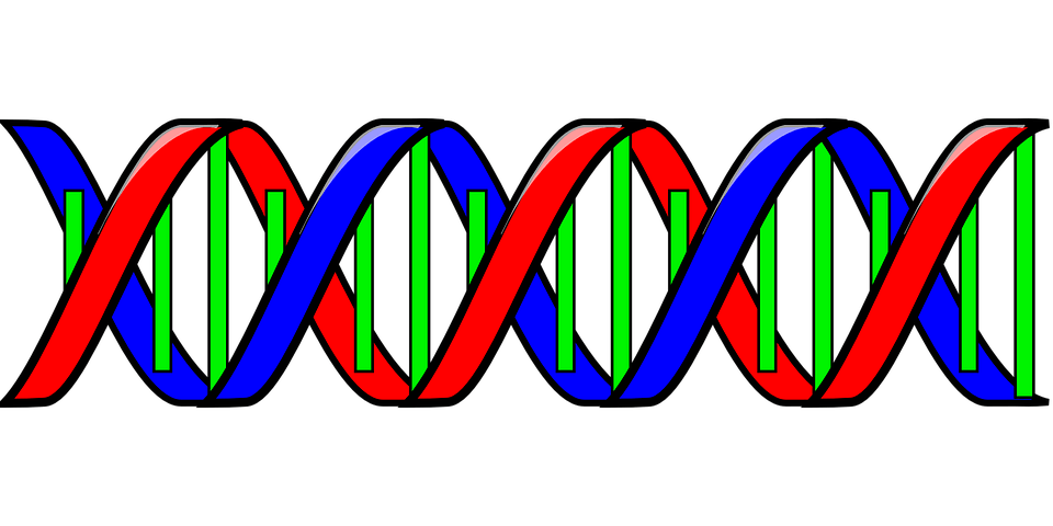 DNA is made of two strands of nucleotides hydrogen bonded together in a double helix shape.