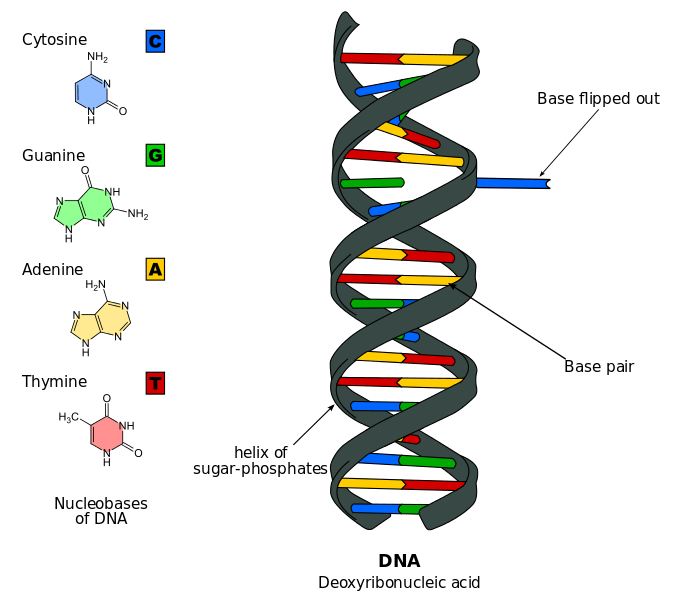 DNA is a polymer of nucleotides that each contain a sugar-phosphate backbone and nucleobase. DNA has four possible nucleobases: cytosine, guanine, adenine, and thymine. The bonding of these monomers is what causes the double-helix shape.