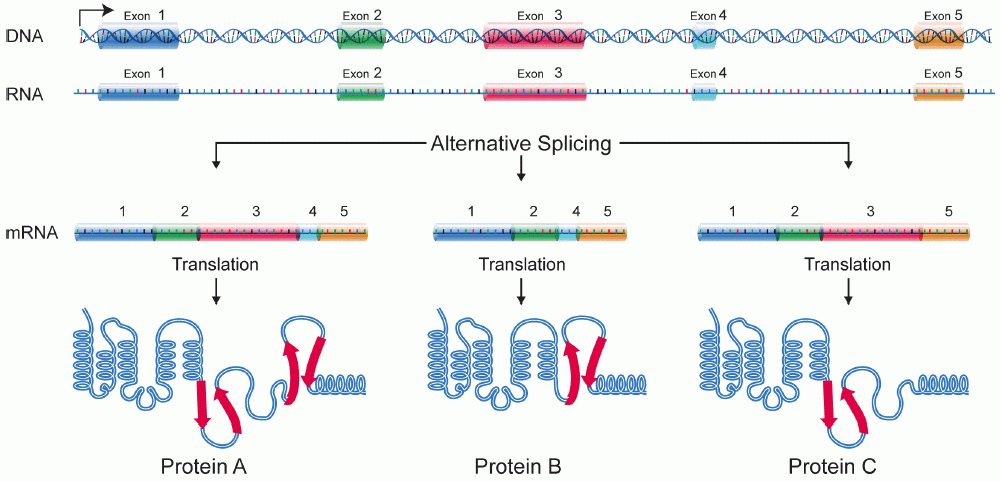 Different proteins can be made depending on how RNA is spliced.