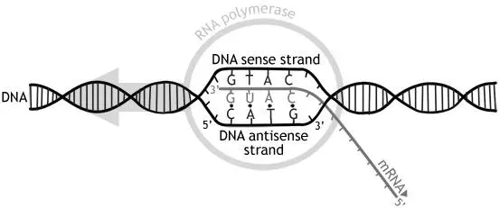 Diagram of transcription showing the sense strand and the antisense strand