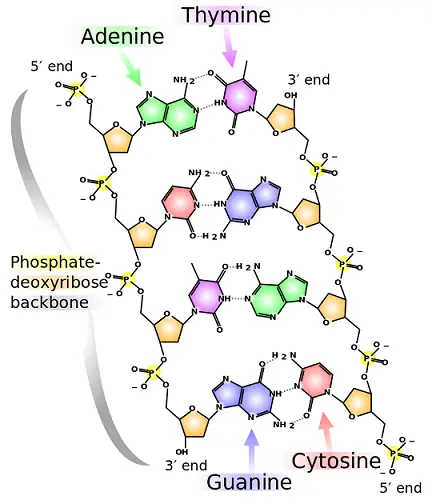 A diagram of DNA base pairing.