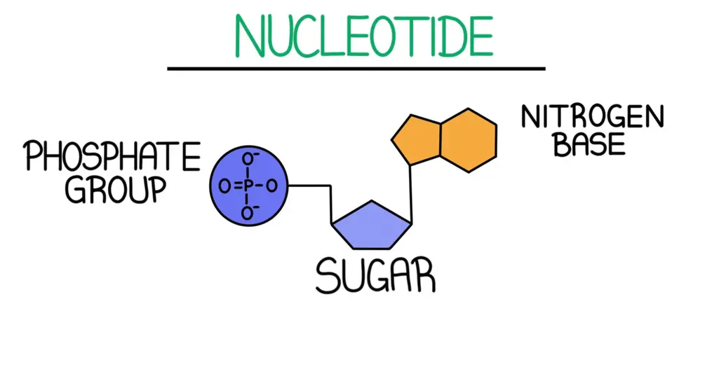 The three components of a nucleotide are a phosphate group, a sugar, and a nitrogen base.