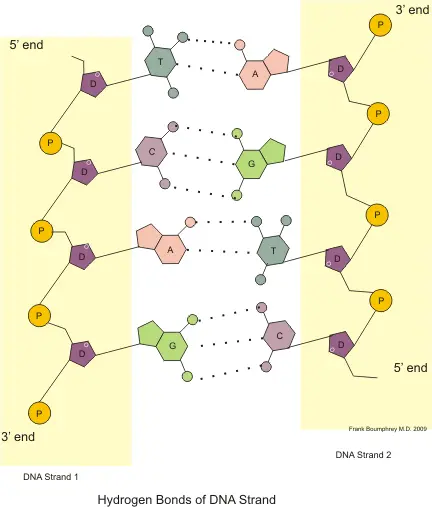 Hydrogen bonds are what help DNA keep its unique shape.