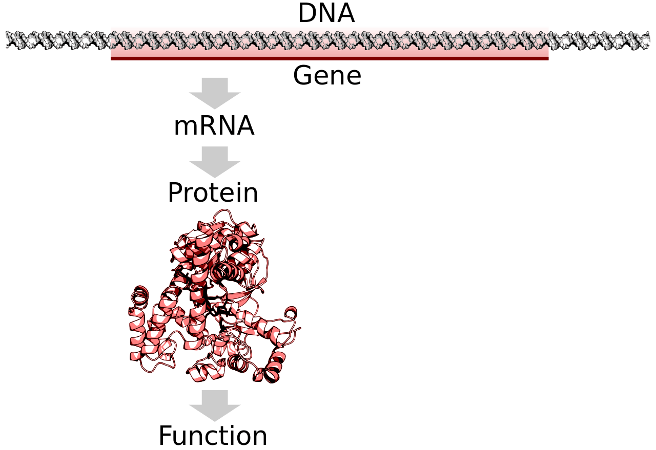 DNA contains genes, which express genetic information. DNA gives the blueprints for proteins to be produced.