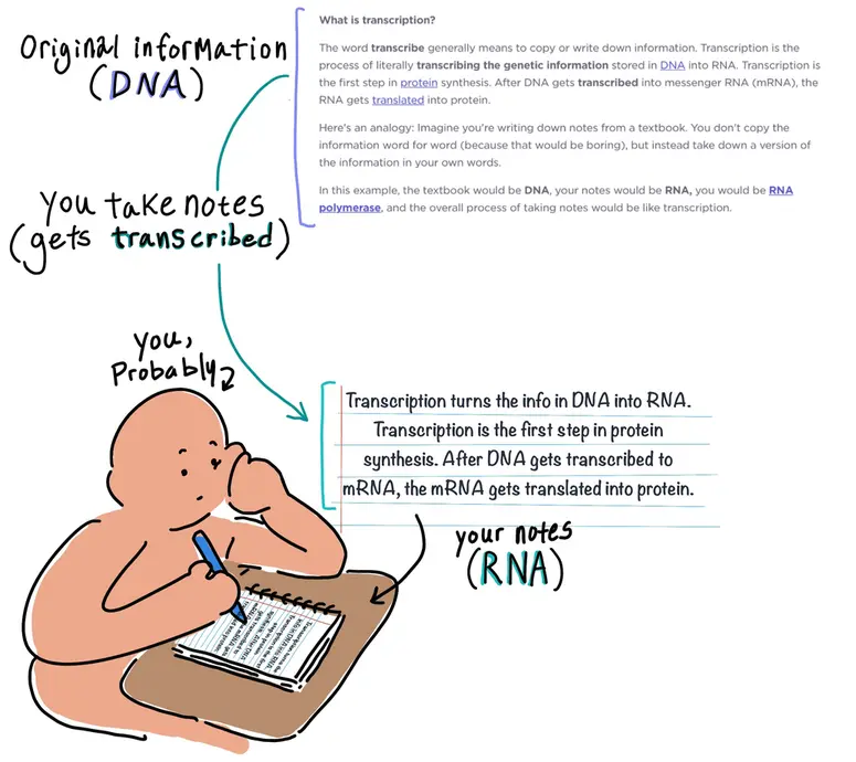 The illustration shows a cartoon student writing down notes from a textbook about transcription. The text in the textbook reads: "The word transcribe means to copy or write down information. Transcription is the process of literally transcribing the genetic information stored in DNA into RNA. Transcription is the first step in protein synthesis. After DNA gets transcribed into messenger RNA (mRNA), the RNA gets translated into protein." The note taking is an analogy for transcription: The information in the textbook is like DNA, and the student is transcribing the information by taking notes in their own words. In this example, the notes are equivalent to RNA.