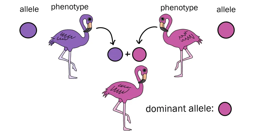 A purple allele results in a purple flamingo. A pink allele results in a pink flamingo. When both the purple and pink alleles are present, the flamingo is pink. The pink allele is dominant.