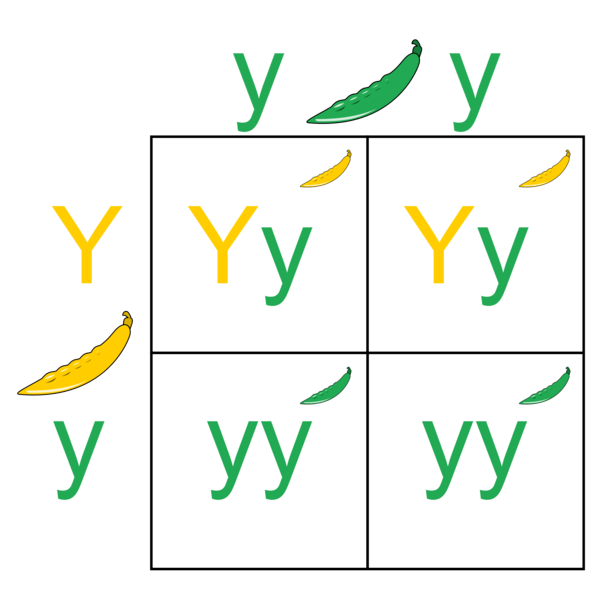A Punnett square for pea color. The first parent pea is green and has two lowercase y's as its genotype. The second parent pea is yellow and has one capital Y and one lowercase y as its genotype. When crossed, the offspring are two yellow plants with the genotype capital Y and lowercase y, and two green plants with the genotype lowercase y and lowercase y.