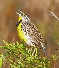 A photo of an eastern meadowlark, a small, yellow bird with white and black stripes. The western meadowlark looks almost identical to the eastern meadowlark.