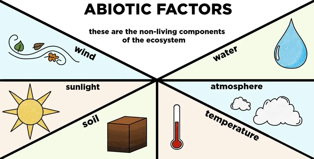 Abiotic factors are the nonliving components of an ecosystem. Some examples include the wind, sunlight, soil, temperature, atmosphere, and water.