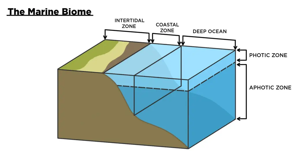 The marine biome consists of the intertidal zone, coastal zone, and deep ocean. The upper level of water is the photic zone, and the aphotic zone is lower down.