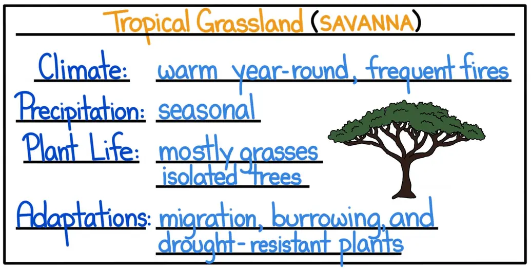 A cheat sheet of facts about the tropical grassland biome, also called a savanna. The climate is warm year-round and has frequent fires. Precipitation is seasonal. Plant life includes mostly grasses with some isolated trees. Useful adaptations include migration, burrowing, and drought resistance in plants.