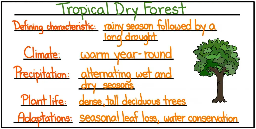 A cheat sheet of facts about the tropical dry forest. This biome is defined by a rainy season followed by a long drought. The climate is warm year-round. The precipitation alternates between a wet and dry season. The plant life includes dense, tall deciduous trees. Useful adaptations include seasonal leaf loss and water conservation.