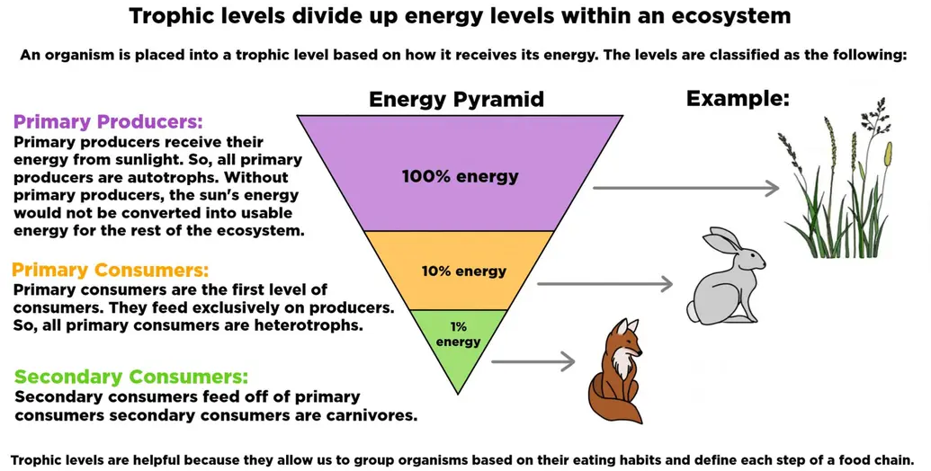 Trophic levels divide up energy levels within an ecosystem. An organism is placed into a trophic group based on how it receives its energy. The levels are classified as the following: primary producers, primary consumers, secondary consumers. Primary producers receive their energy from sunlight. Therefore, all primary producers are autotrophs. Without primary producers, the sun's energy would not be converted into usable energy for the rest of the ecosystem. Primary consumers are the first level of consumers. They feed exclusively on producers. Therefore, all primary consumers are heterotrophs. Secondary consumers feed off of primary consumers. Most primary consumers are animals, and therefore more secondary consumers are carnivores. Primary consumers correlate to the bottom of the energy pyramid, which has 100% of the initial energy in the ecosystem. Primary consumers are the next step of the energy pyramid, with 10% of the energy. Secondary consumers are the next level up, with 1% of the energy. Grass would serve as an example of a primary producer. Rabbits would be a primary consumer and foxes are an example of secondary consumers. Trophic levels are helpful because they allow us to group organisms based on their eating habits. Trophic levels also allow us to define each step of the food chain.