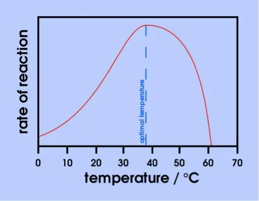 The rate of reaction peaks at an enzyme's optimal temperature.