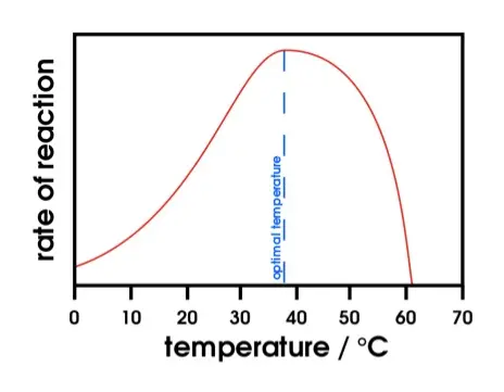 Each enzyme has an optimal temperature at which it works best.