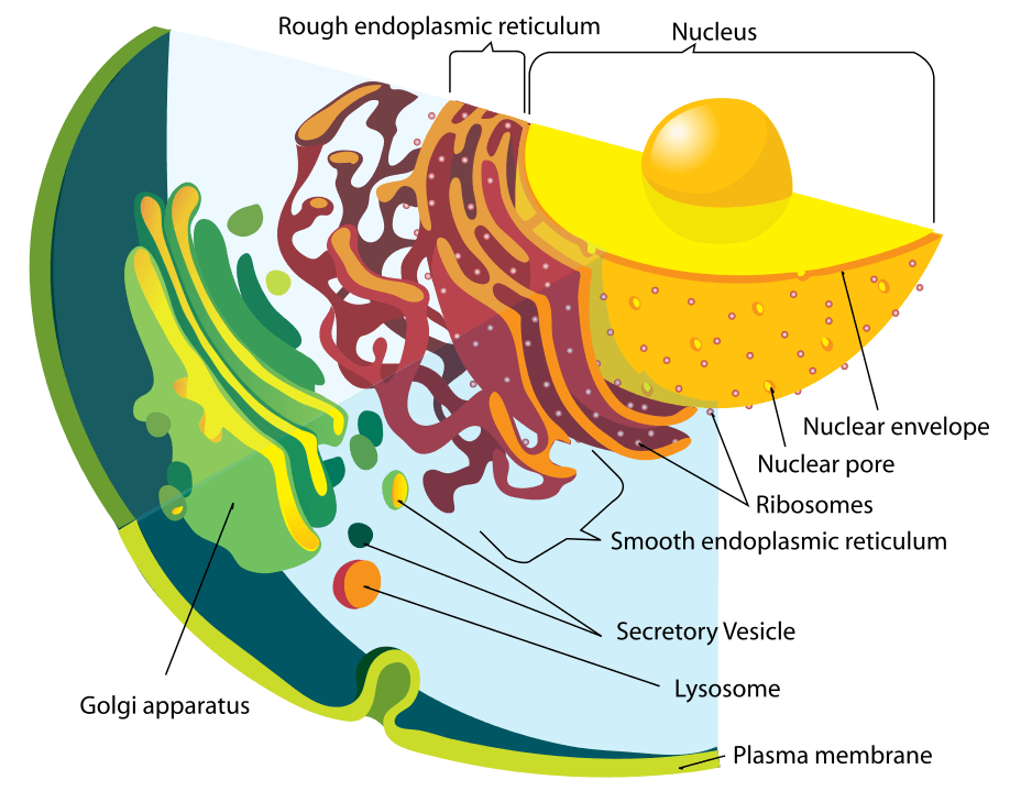 A eukaryotic animal cell. It contains a Golgi apparatus, plasma membrane, lysosome, secretory vesicle, smooth and rough endoplasmic reticulum, ribosomes, and a nuclear envelope containing the nucleus.