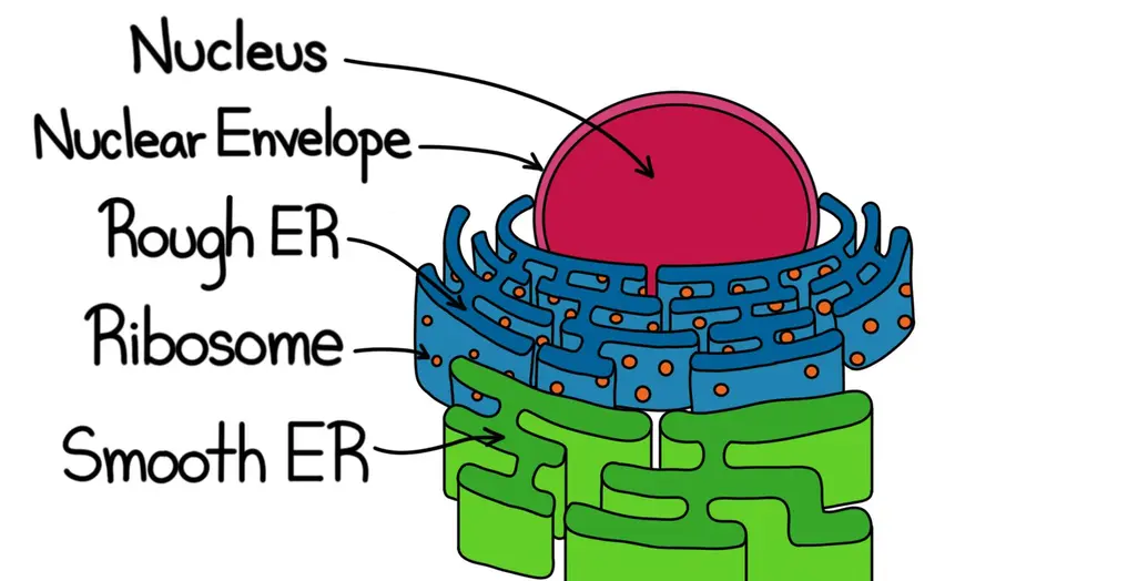 A diagram showing the nucleus, nuclear membrane, rough ER, ribosomes, and smooth ER.