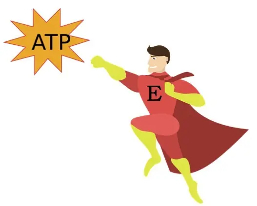Energy moves in and around cells in the form of ATP.
