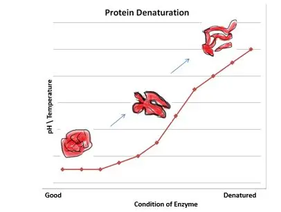 As the temperature or pH goes above optimum levels, the protein becomes more and more denatured.