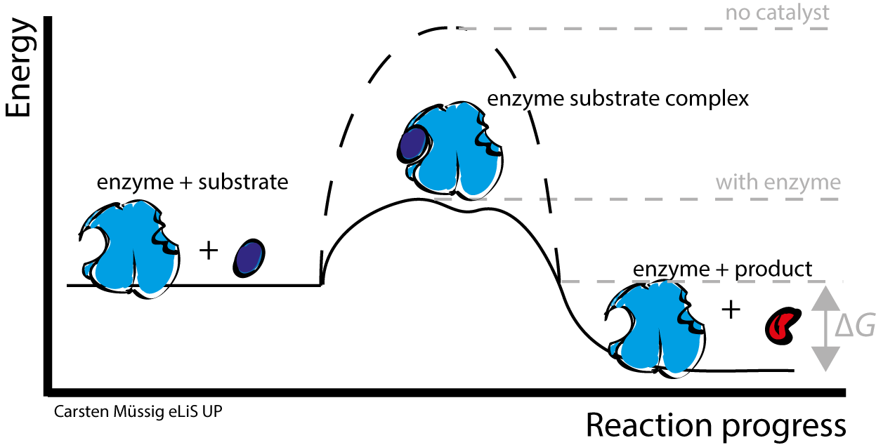 The enzyme plus substrate are the reactants and the formation of the enzyme substrate complex is the activation energy. The enzyme and product are lower in energy than the other two groups.