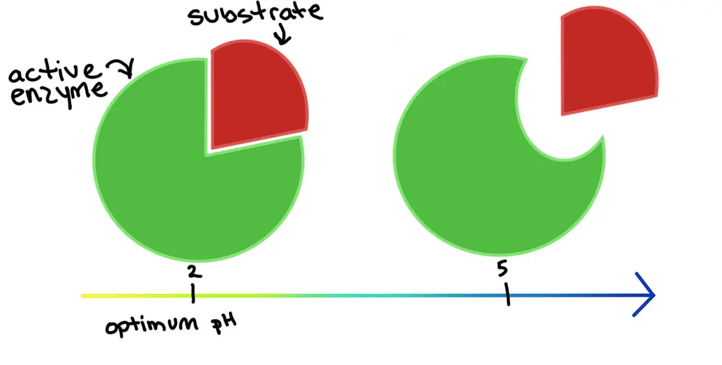 A diagram showing the changes that happen when a certain enzyme is placed in solutions at different pH values. At pH of 2 (the enzyme's optimum pH), the enzyme is active and bound to its target substrate. At pH 5, the enzyme's active site has a different shape and the substrate doesn't fit.
