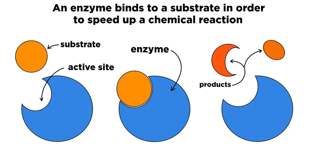 An enzyme binds to a substrate in order to speed up a chemical reaction.