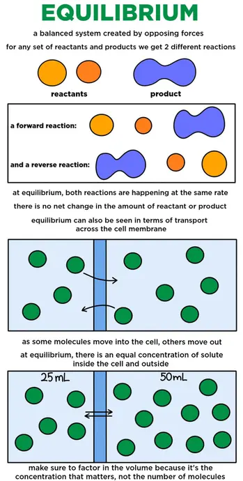 Equilibrium is a balanced system created by opposing forces. For any set of reactants and products, we get two different reactions: a forward reaction and a reverse reaction. At equilibrium, both reactions are happening at the same rate. There is no net change in the amount of reactant and product. Equilibrium can also be seen in terms of transport across the cell membrane. As some molecules move into the cell others move out. At equilibrium, there is an equal concentration of solute inside the cell and outside. Make sure to factor in the volume because it's the concentration that matters, not the number of molecules.