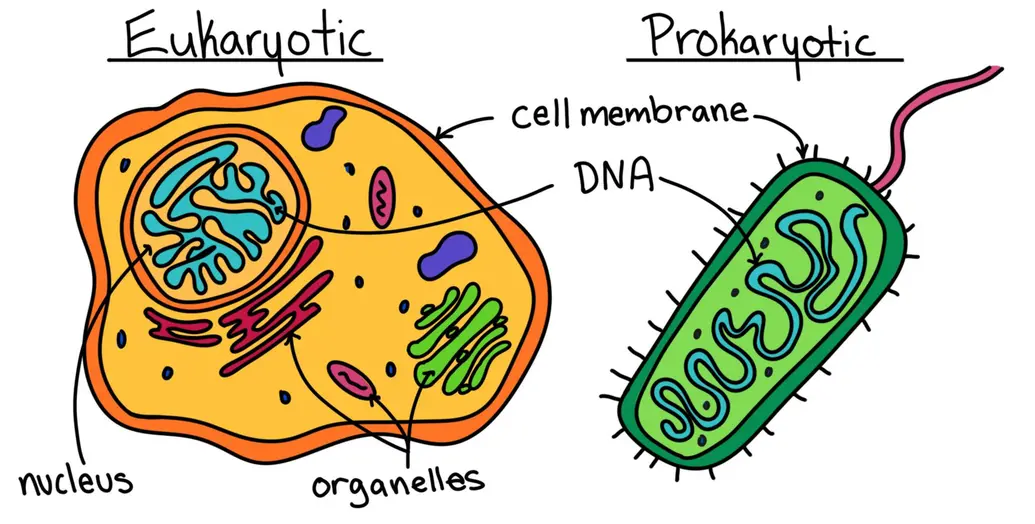 Image showing eukaryotic vs. prokaryotic cells