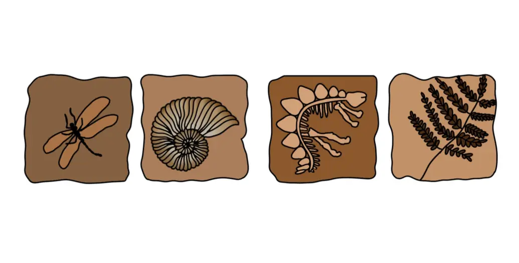 Some examples of fossils include insects, shells, bones, and plants.