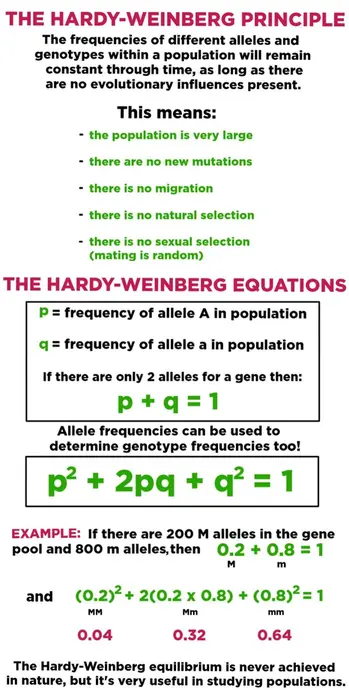 The Hardy-Weinberg Principle. The frequencies of different alleles and genotypes within a population will remain constant through time, as long as there are no evolutionary influences present. This means that the population is very large, there are no new mutations, there is no migration, no natural selection, and no sexual selection (random mating). p is the frequency of one allele and q is the frequency of a second allele. The Hardy-Weinberg equation states that p plus q equals 1. Allele frequencies can be used to determine genotype frequencies too. p squared plus 2 times pq plus q squared equals one. Example: If there are 200 uppercase M alleles and 800 lowercase m alleles then, 0.2 plus 0.8 equals 1, and 0.2 squared plus 2 times 0.2 times 0.8 plus 0.8 squared equals 1. The genotype frequencies are 0.04 uppercase M uppercase M, 0.32 uppercase M lowercase m, and 0.64 lowercase m lowercase m. The Hardy-Weinberg equilibrium is never achieved in nature, but it is very useful in studying populations.