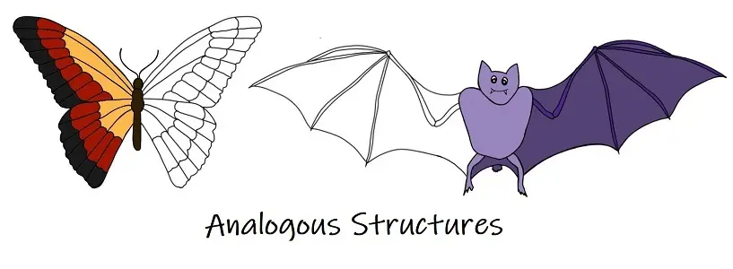 A comparison of the wing of a butterfly and the wing of a bat